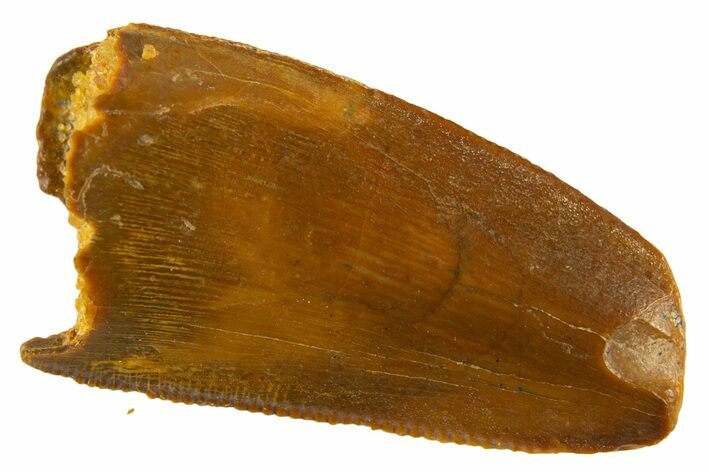 Serrated Raptor Tooth - Feeding Worn Tip #332454